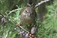 Chloris chloris