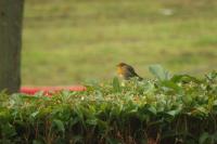 Erithacus rubecula