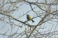 Cyanistes caeruleus