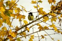 Parus major