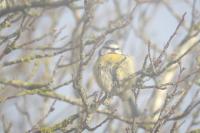 Cyanistes caeruleus