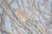 Erithacus rubecula