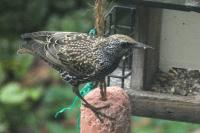 Sturnus vulgaris