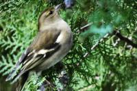Fringilla coelebs