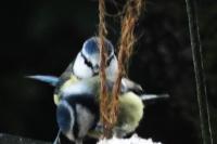 Cyanistes caeruleus