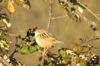 Cisticola juncidis