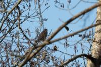 Falco tinnunculus