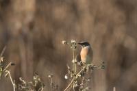 Saxicola rubicola