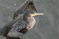 Phalacrocorax carbo