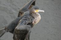 Phalacrocorax carbo