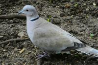 Streptopelia decaocto