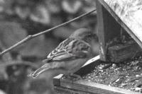 Passer domesticus