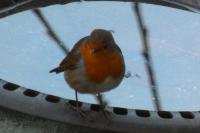 Erithacus rubecula