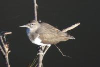 Actitis hypoleucos