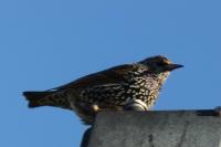 Sturnus vulgaris