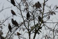 Fringilla coelebs