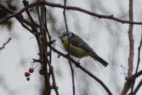 Cyanistes caeruleus