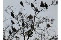 Sturnus vulgaris
