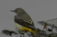 Motacilla cinerea