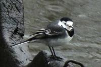 Motacilla alba