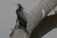 Phalacrocorax carbo