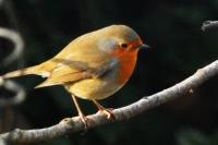 Erithacus rubecula
