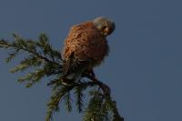Falco tinnunculus