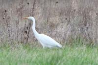 Ardea alba