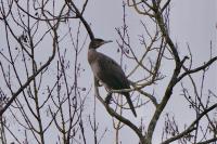 Phalacrocorax carbo