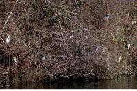 Nycticorax nycticorax
