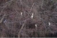 Nycticorax nycticorax