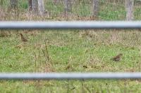 Turdus philomelos