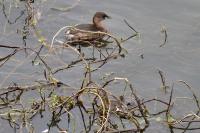 Tachybaptus ruficollis