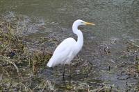 Ardea alba