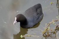 Fulica atra