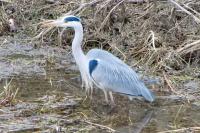 Ardea cinerea