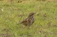 Turdus iliacus
