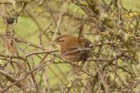 Troglodytes troglodytes