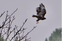 Buteo buteo