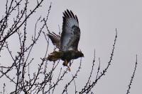 Buteo buteo