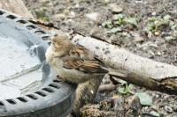 Passer domesticus