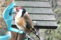 Carduelis carduelis