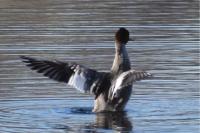 Mergus merganser