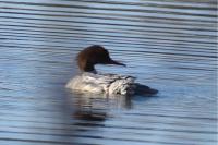 Mergus merganser