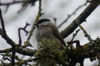 Poecile palustris