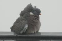 Columba palumbus