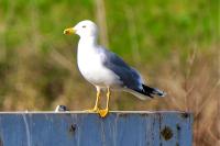 Larus michahellis