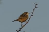 Cisticola juncidis