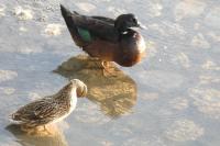 Anas platyrhynchos