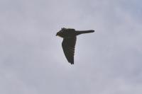 Accipiter nisus